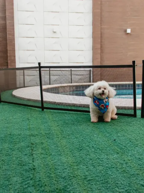 Cachorro protegido por cerca ao redor da piscina